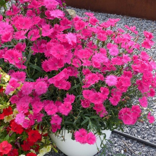 Dianthus 'Suntory Pink' - Nelk 'Suntory Pink'